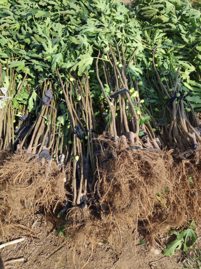 精品无花果苗波姬红布兰瑞克青皮无花果苗保纯度保技术