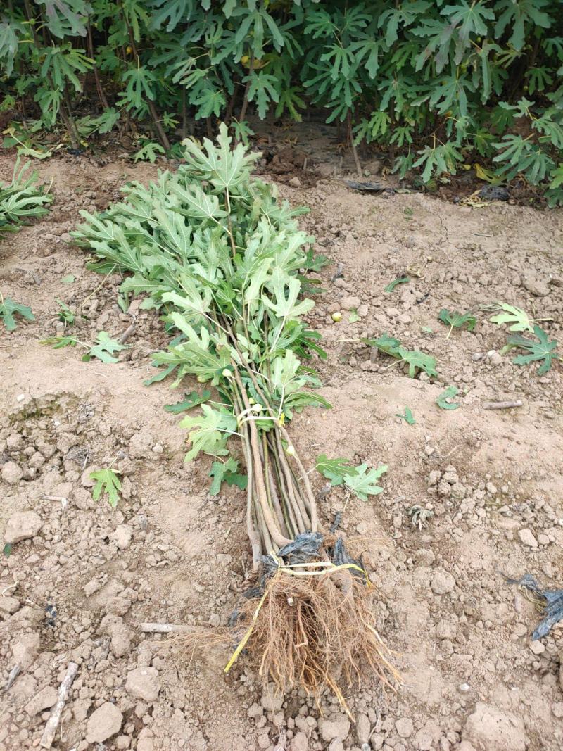 精品无花果苗波姬红布兰瑞克青皮无花果苗保纯度保技术