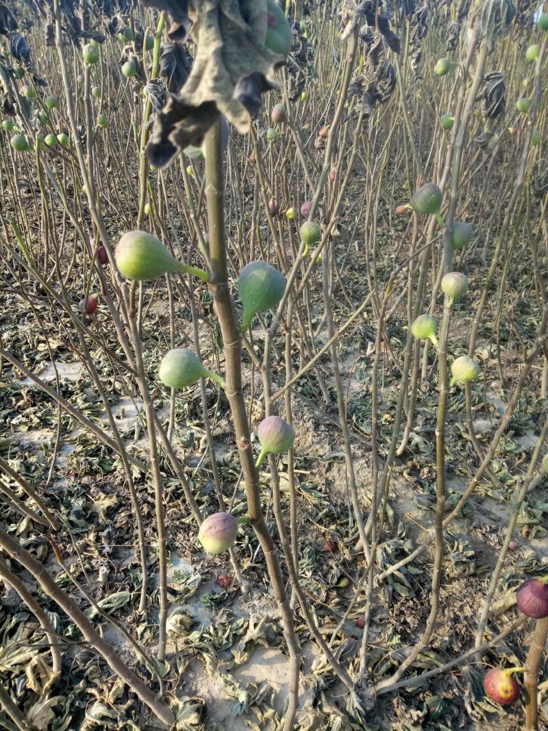 精品无花果苗波姬红布兰瑞克青皮无花果苗保纯度保技术