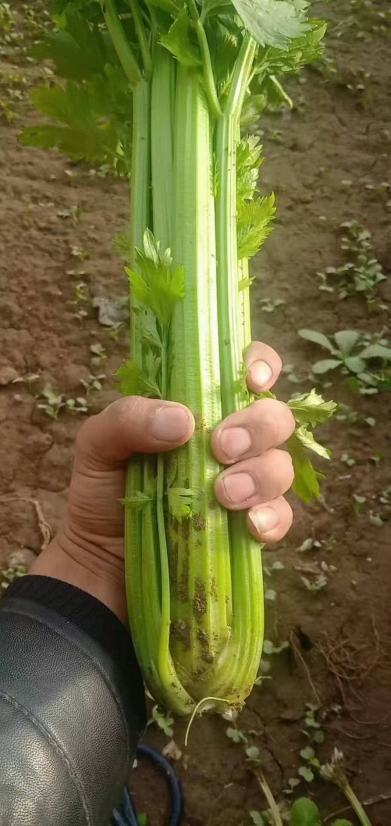 华州芹菜大量上市视频看货当天发车欢迎联系