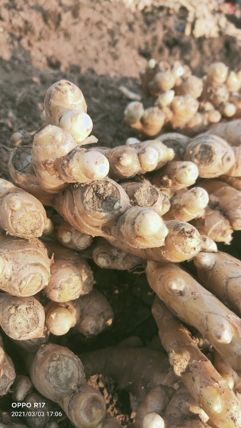 四川生姜白口姜种优质品种竹根姜种抗病力强产量高