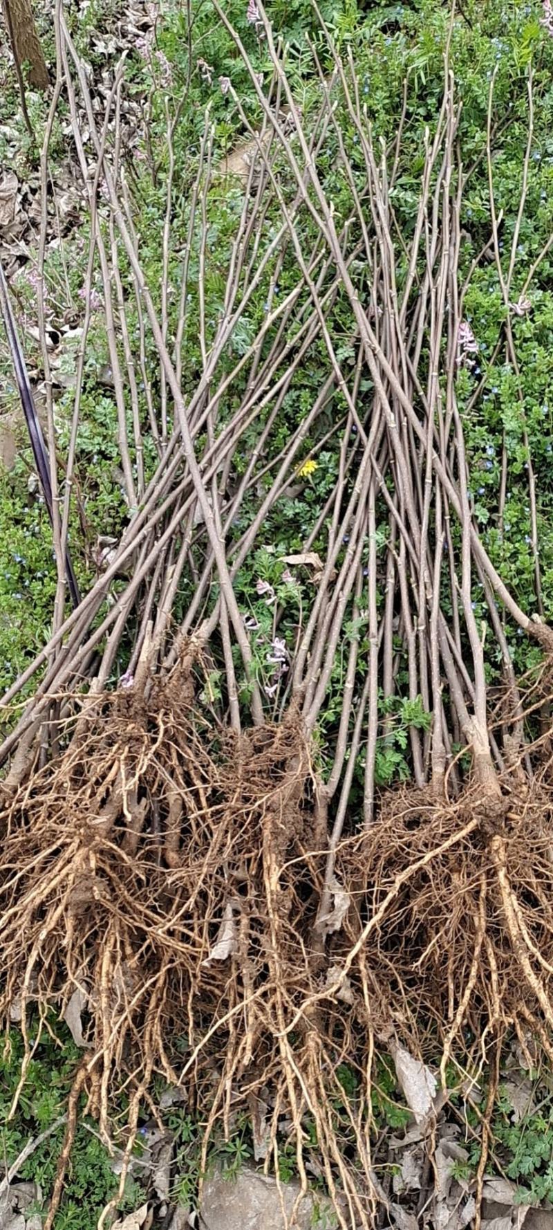 嫁接红玉兰当年小苗高度80至1米