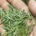 峨眉山高山绿茶，精品绿茶