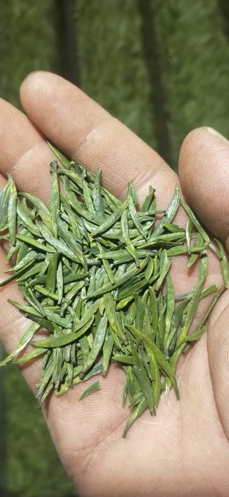 峨眉山高山绿茶，精品绿茶