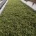峨眉山高山绿茶，精品绿茶