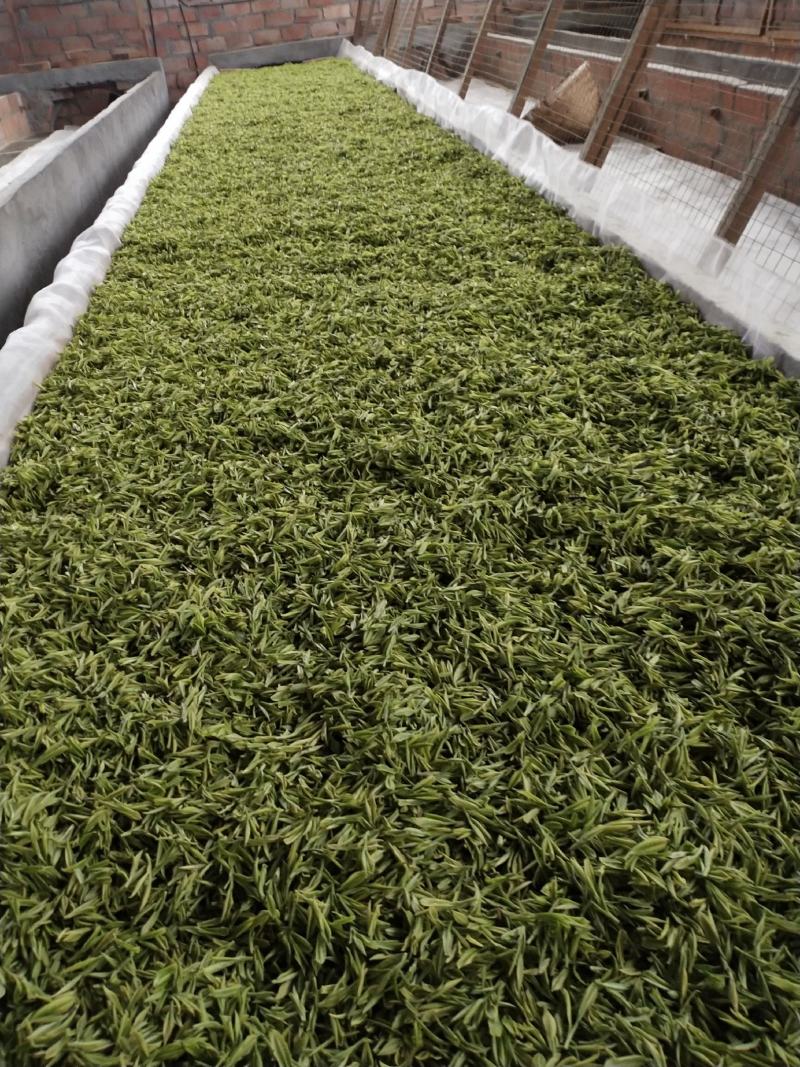 峨眉山高山绿茶，精品绿茶