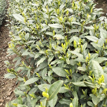 峨眉山高山绿茶，精品绿茶