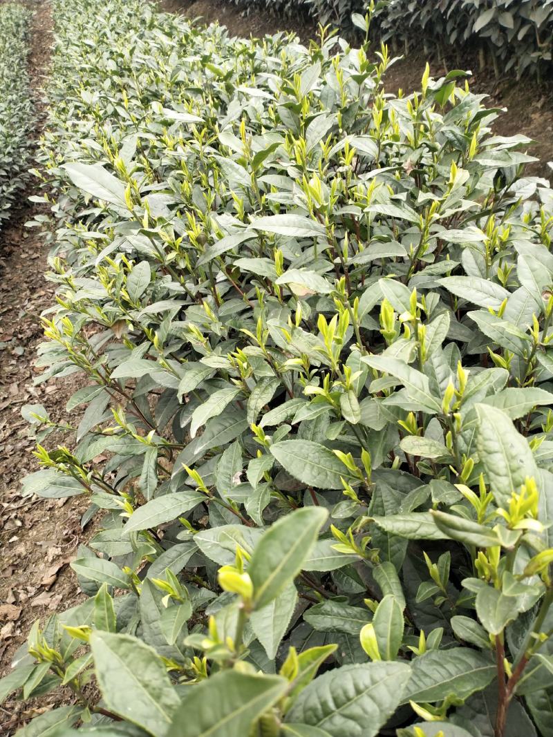 峨眉山高山绿茶，精品绿茶