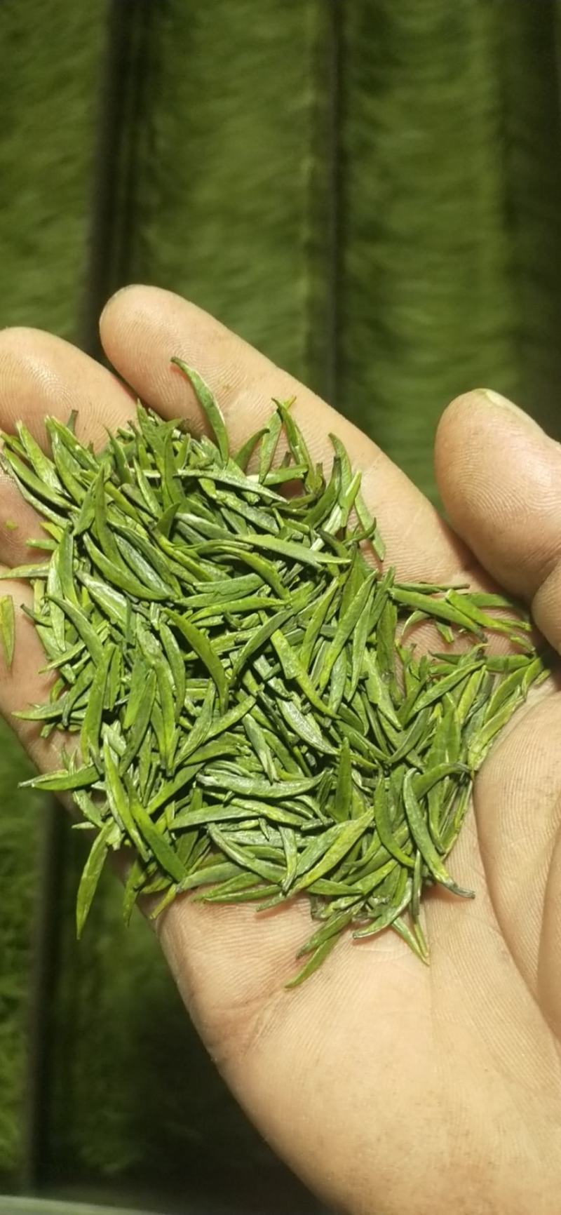 峨眉山高山绿茶，精品绿茶