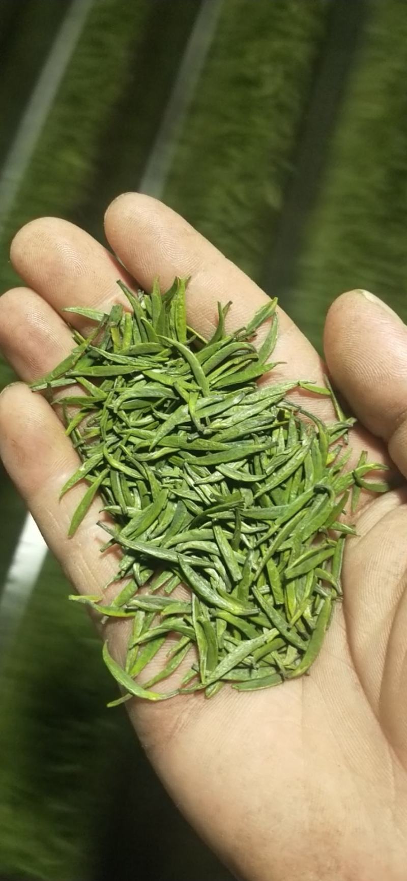 峨眉山高山绿茶，精品绿茶