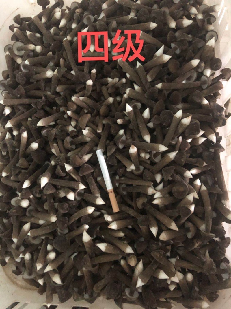 黑皮鸡纵菌基地直供～新鲜到家