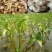 水生慈姑苗茨菇种芽白茨菰家养水培植物种子种根种植一手货源