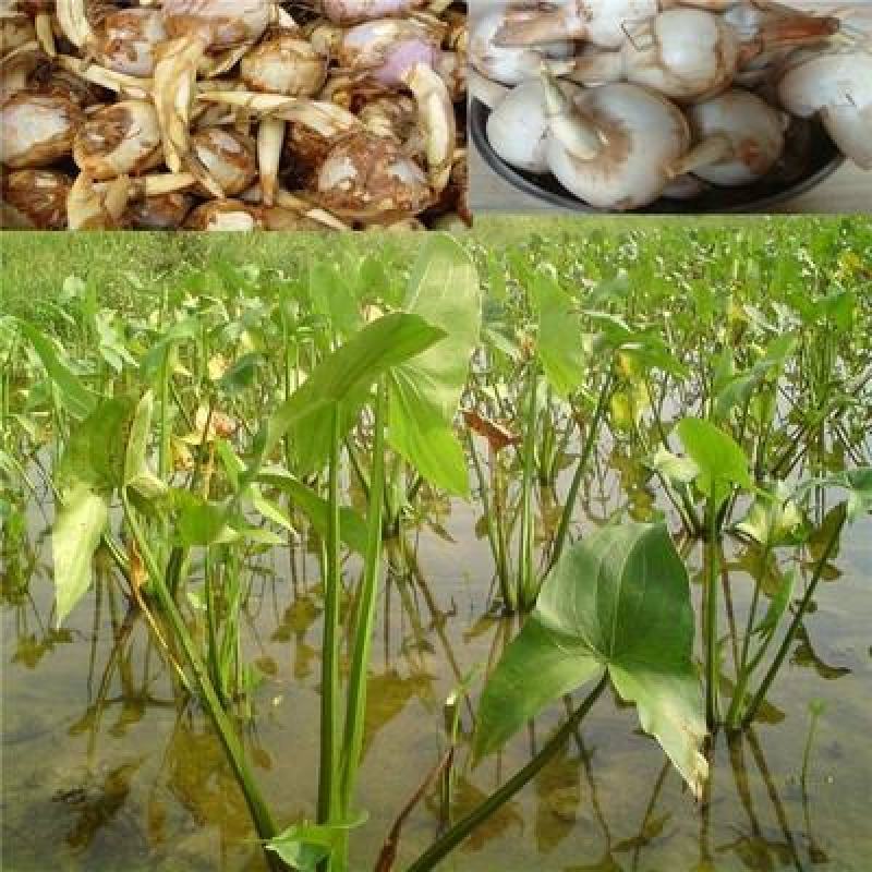 水生慈姑苗茨菇种芽白茨菰家养水培植物种子种根种植一手货源