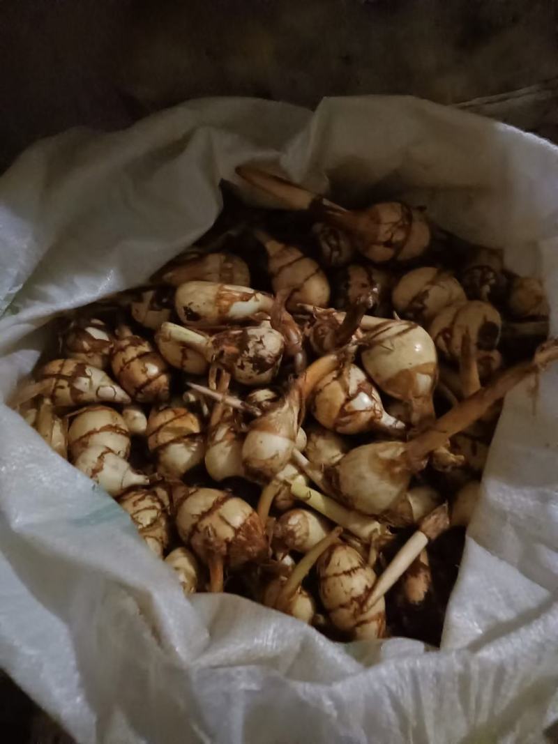 水生慈姑苗茨菇种芽白茨菰家养水培植物种子种根种植一手货源