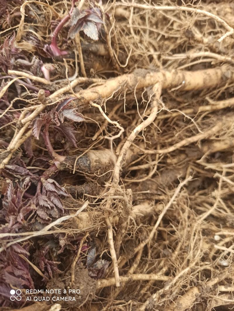 甘肃肉独活种子独活苗，产地直供现挖现卖，欢迎老铁们咨询订