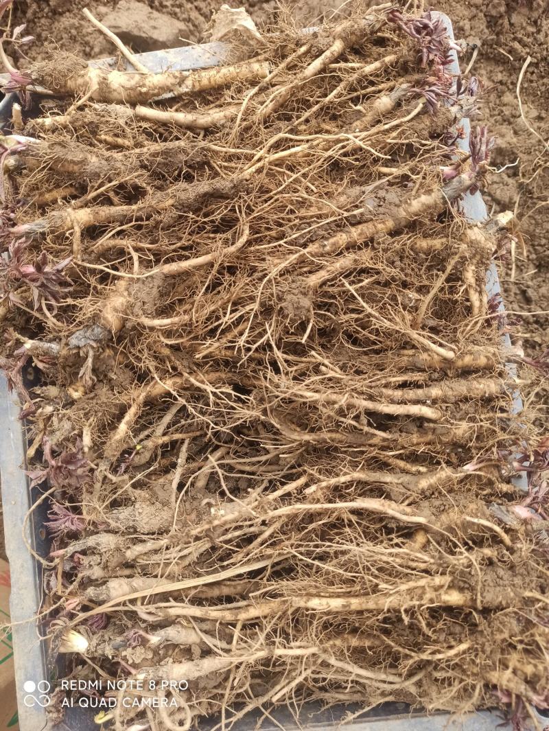 甘肃肉独活种子独活苗，产地直供现挖现卖，欢迎老铁们咨询订