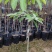 嫁接荔枝苗，中杯贵味苗荔枝树苗妃子笑糯米滋桂味无核荔枝苗