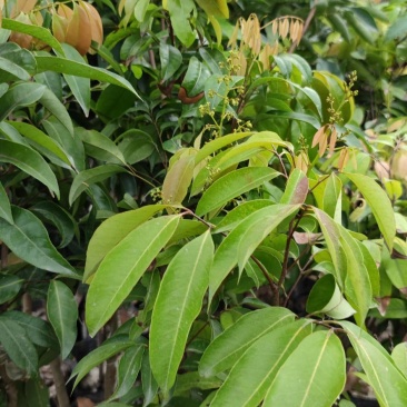 嫁接荔枝苗，中杯贵味苗荔枝树苗妃子笑糯米滋桂味无核荔枝苗