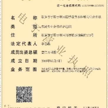 300亩楸树急卖3到5公分精品
