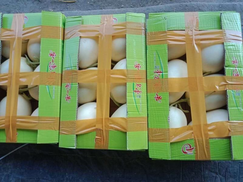 【甜瓜】红金密红肉甜瓜甜度高产地直销一手货源