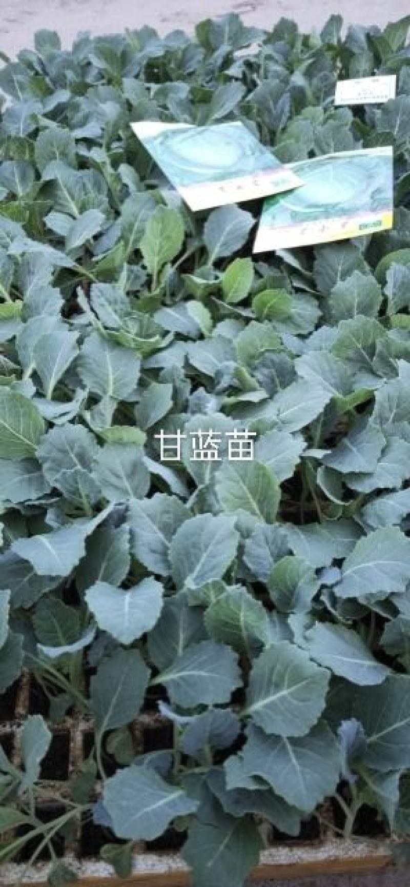 甘蓝苗，常年供应，价格便宜，质量保证，产地云南玉溪市通海
