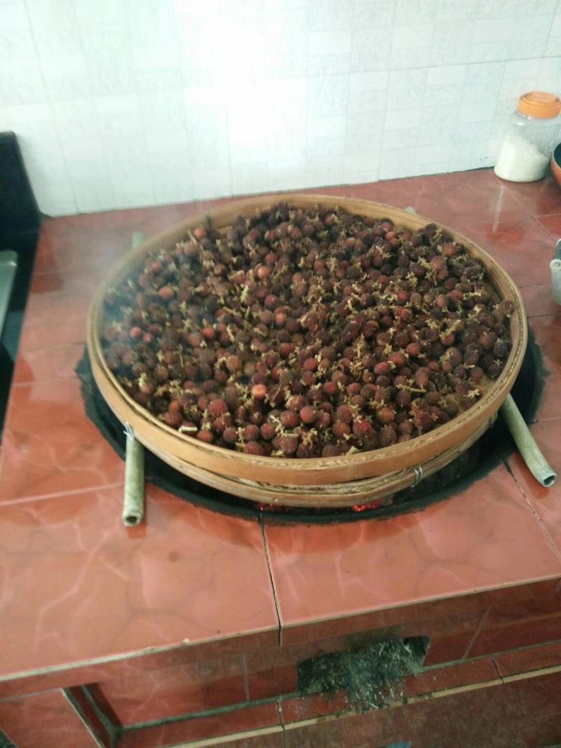 出售纯正优质阳春特产春砂仁苗I至2年苗，