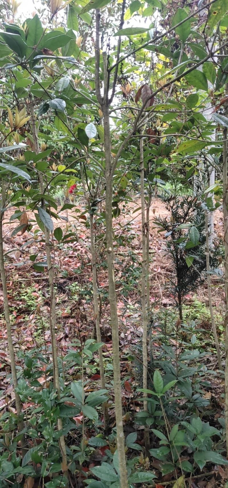 桂花1到5公分苗低价处理