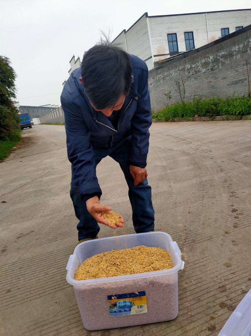 稻壳出售，厂家直销。