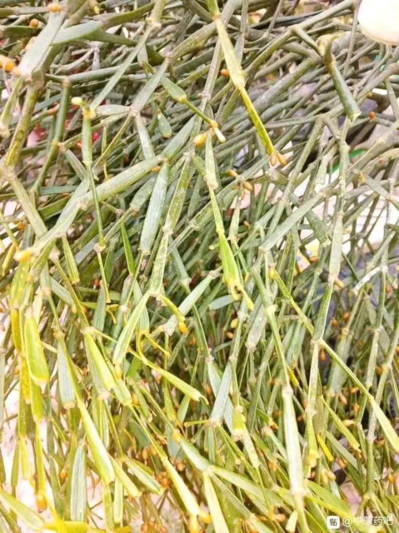 螃蟹脚寄生草干货出售欢迎订购