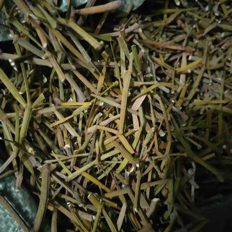 螃蟹脚寄生草干货出售欢迎订购
