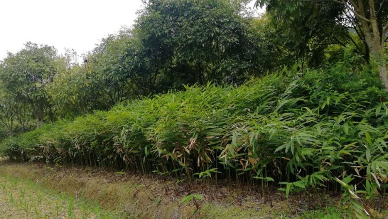 出售纯正优质阳春特产春砂仁苗I至2年苗，
