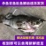 石斑鱼电商一件代发，顺丰发货