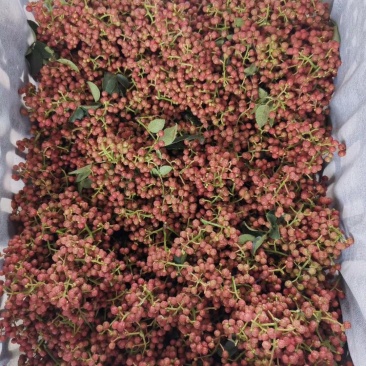 鲜花椒陕西富平精品大红袍鲜花椒颜色好，无蚜虫
