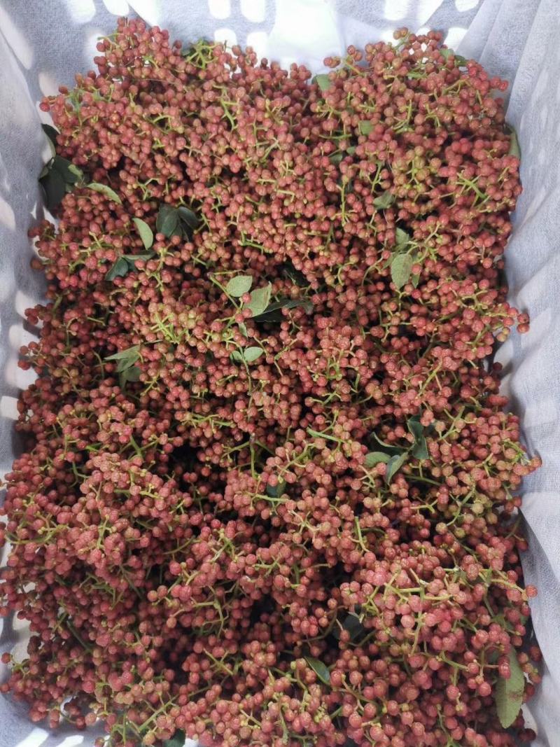 鲜花椒陕西富平精品大红袍鲜花椒颜色好，无蚜虫