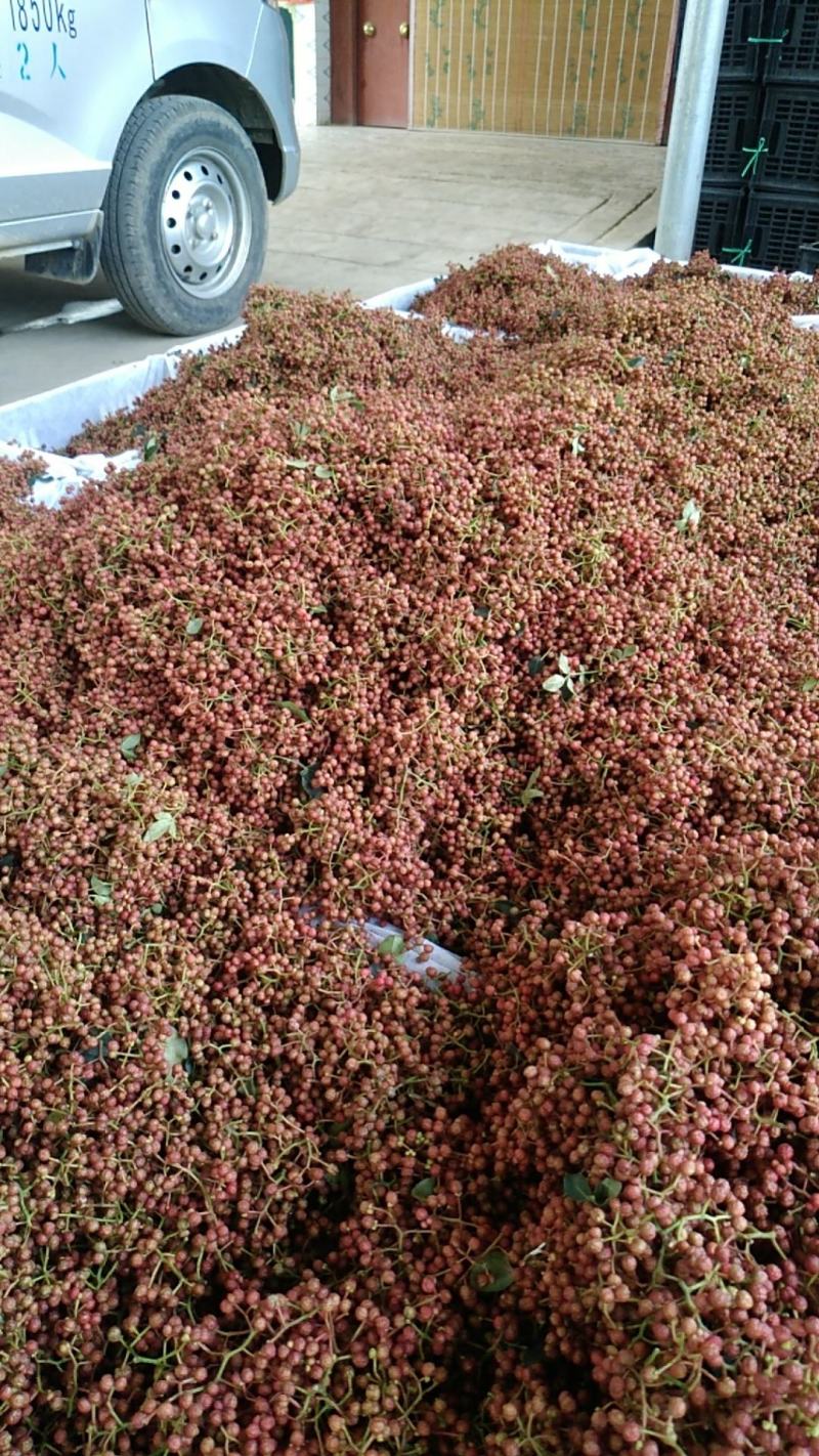 鲜花椒陕西富平精品大红袍鲜花椒颜色好，无蚜虫