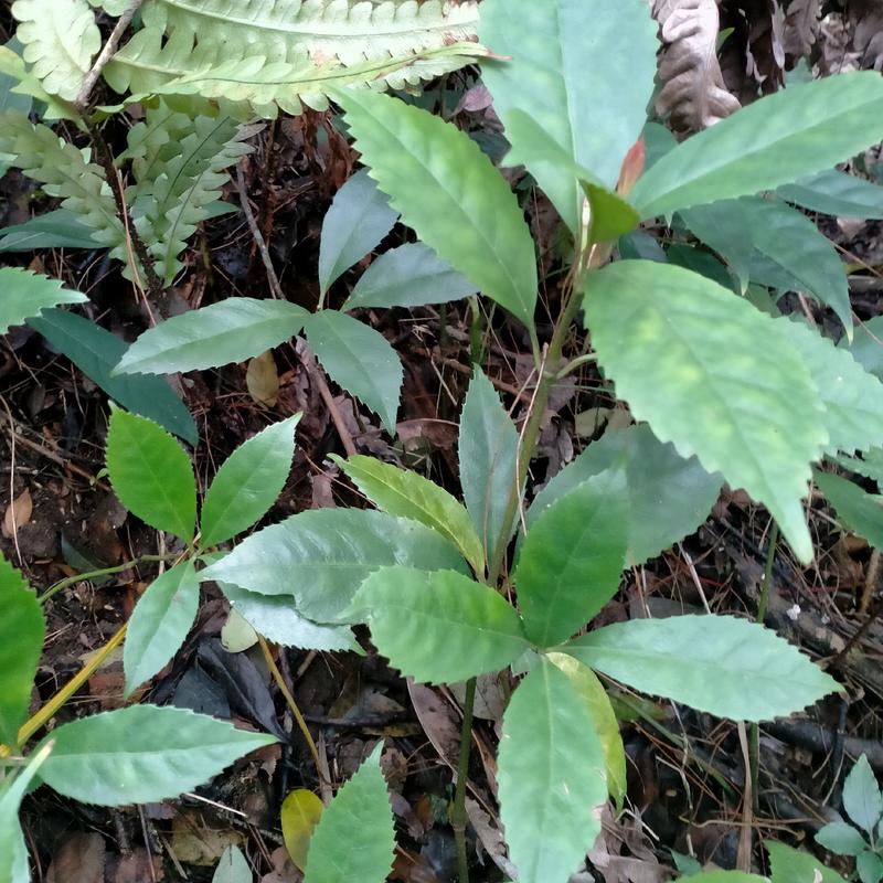 广西来宾金秀大瑶山野生草珊瑚苗肿节风苗野生苗