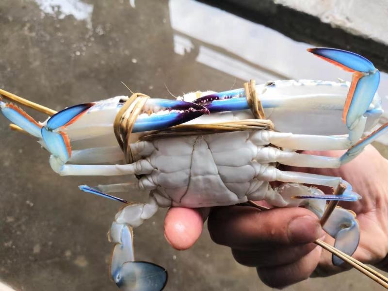 花蟹，北海本地浅网蟹，速冻适合捞汁海鲜各大餐饮