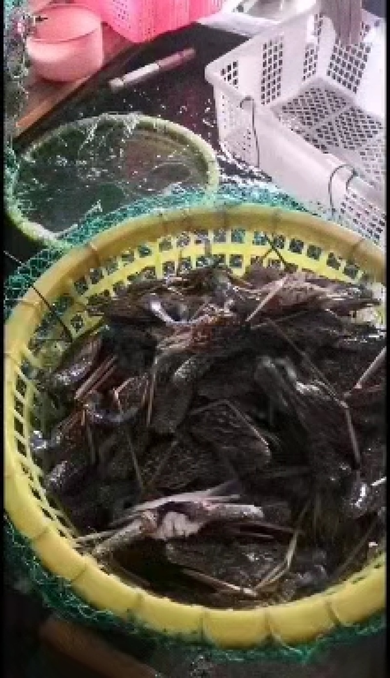 花蟹，北海本地浅网蟹，速冻适合捞汁海鲜各大餐饮