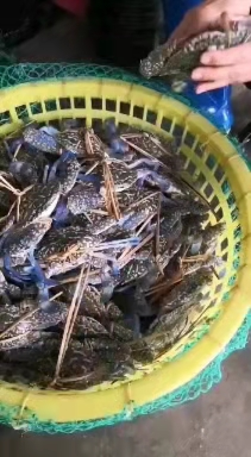 花蟹，北海本地浅网蟹，速冻适合捞汁海鲜各大餐饮
