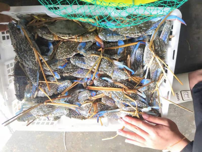 花蟹，北海本地浅网蟹，速冻适合捞汁海鲜各大餐饮