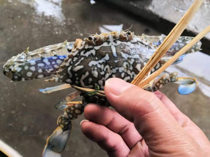 花蟹，北海本地浅网蟹，速冻适合捞汁海鲜各大餐饮