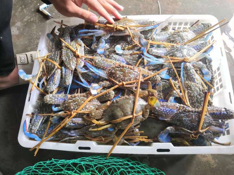 花蟹，北海本地浅网蟹，速冻适合捞汁海鲜各大餐饮