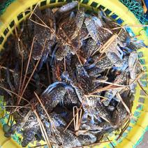 花蟹，北海本地浅网蟹，速冻适合捞汁海鲜各大餐饮