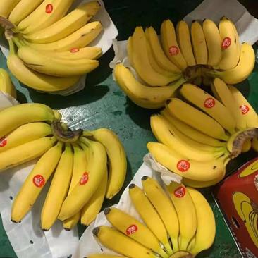 主营香蕉，云南香蕉，口感好价格低，质量保证！