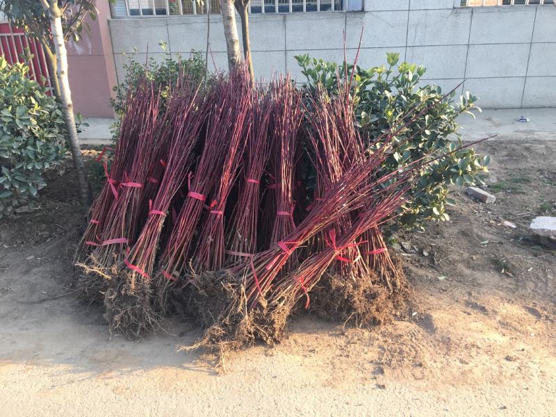精选红瑞木红瑞木产地直销价格，红马球一手货源批发