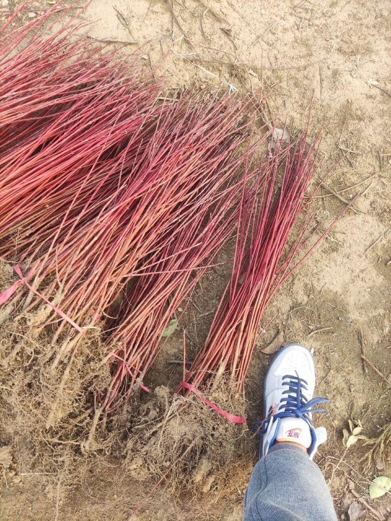 精选红瑞木红瑞木产地直销价格，红马球一手货源批发