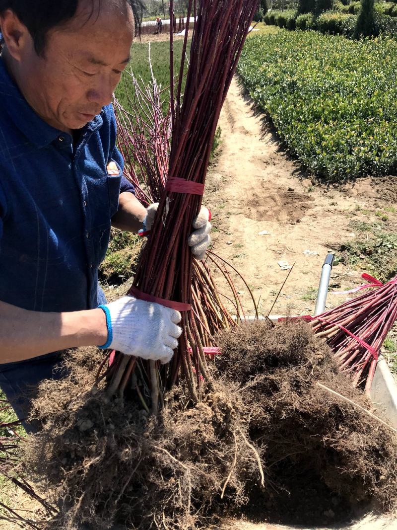 精选红瑞木红瑞木产地直销价格，红马球一手货源批发