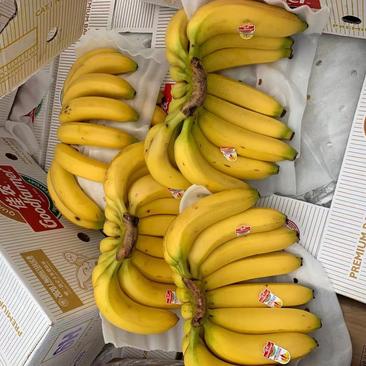 各种品牌香蕉，国产云南蕉，口感好价格美丽，大量现货