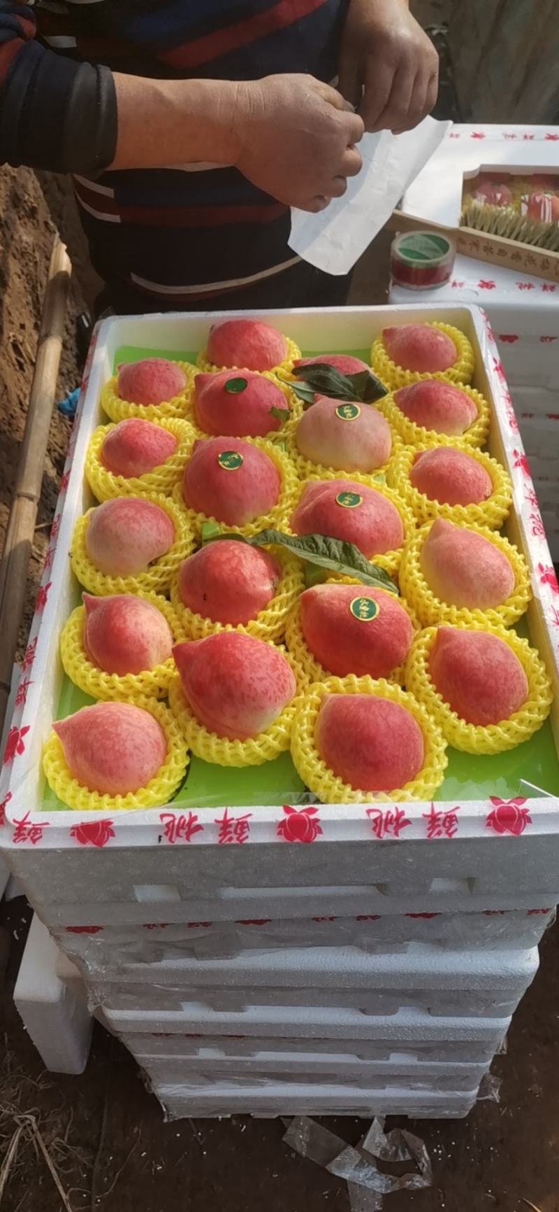 水蜜桃新鲜采摘！基地