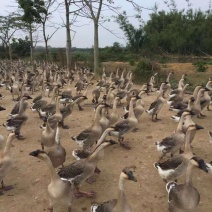 78天大白沙肉鹅仔鹅鹅阳江杂鹅黄脚鹅